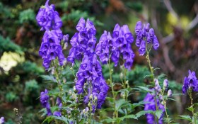 Himalaya-Eisenhut - Atish, Aconitum heterophyllum, etnobotanika